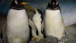 Gentoo Penguin Chick at Milwaukee County Zoo [upl. by Joacimah655]