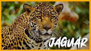 JAGUAR  Mini Documental [upl. by Ilwain]