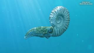 Mosasaur and Ammonite animation clips Ancient New Zealand [upl. by Gamali]