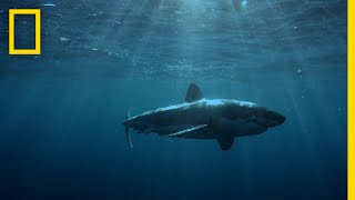 Great white shark lunges at kayaker in South Australia [upl. by Nah]