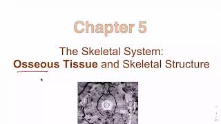 anatomy chapter 5  osseous tissue [upl. by Schaaff]