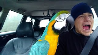 The FUNNIEST Parrots 🦜 🤣 Best Compilation [upl. by Errol]