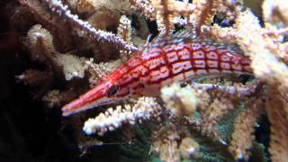 Oxycirrhites typus Longnose Hawkfish [upl. by Gromme]