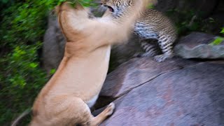 LEOPARD FIGHTS LIONESS to defend her cubs  andBeyond Serengeti Under Canvas  WILDwatch [upl. by Clarisa]