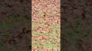 variedthrush Varied Thrush [upl. by Clement]