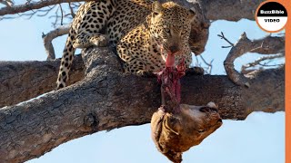 Leopard Exacts Retribution on The Lions For Killing Her Cub [upl. by Kadner]