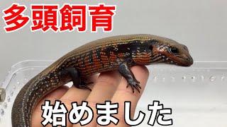 フェルナンデススキンクの多頭飼育を始めました【ファイアスキンク・ベニトカゲ】 [upl. by Arral]