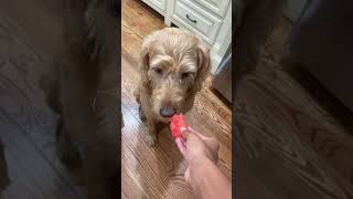 Just bite it dog funny shorts watermelon fypシ゚ viral bubbles [upl. by Irma749]