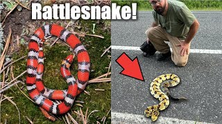 Finding RARE Snakes During a Heat Wave 100°F  Scarlet Snake Hognose and Rattlesnake [upl. by Ahtrim434]