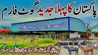 Pakistan Biggest Modern Goat Land Farm [upl. by Alessig]