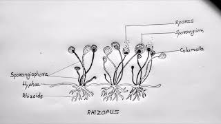 RHIZOPUS DRAWING CLASS 11 BIOLOGY [upl. by Demp]