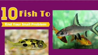 Top 10 Best Pest Snail Eating Fish [upl. by Walke]