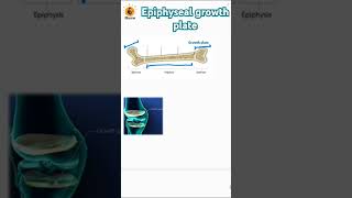 Epiphyseal growth plate  Metaphysis  Epiphysis  Diaphysis biology bones neetbiology [upl. by Brandtr]