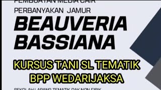 PENGEMBANGAN JAMUR BEAUVERIA BASSIANA  Kursus Tani SL Tematik BPP Wedarijaksa [upl. by Hough]