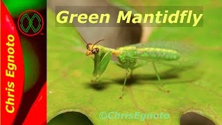 Green Mantidfly half praying mantis and half lacewing fly Very neat [upl. by Theurich]