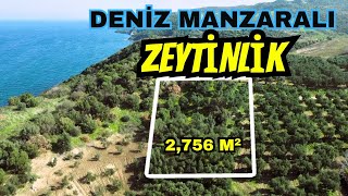 354 DENİZ MANZARALI 2756 m2 ZEYTİNLİK [upl. by Aisetra744]