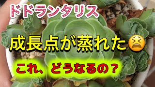 【多肉植物】ドドランタリス 成長点が蒸れた😫これ、どうなるの？ [upl. by Akiram]