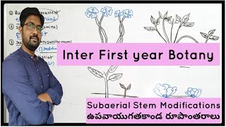 How to Draw Subaerial Stem Modifications  ఉపవాయుగత కాండ రూపాంతరాల పటాలు [upl. by Joash677]