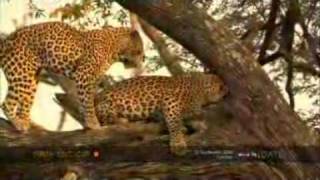 Leopards Mate in a Tree [upl. by Rida]