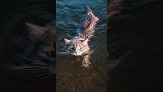 Saving a Cat from Drowning [upl. by Adnamra]