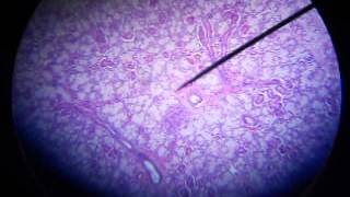 ilium fundus esophagus dog sublingual testisampepididymis vas deferens [upl. by Elirpa]