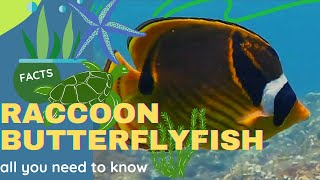 Raccoon Butterflyfish facts 🐠Crescentmasked Butterflyfish 🐠Lunule Butterflyfish 🐠 [upl. by Anial30]