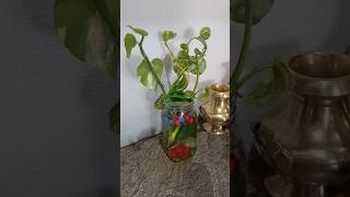 Pirati KO Taal Ma Fula Fulyo🌹💐 KamalaArFamilyvlog [upl. by Enovi831]