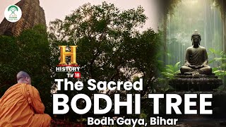 The Sacred Bodhi Tree  Bihar Tourism  History TV 18  Blissful Bihar [upl. by Shirah]