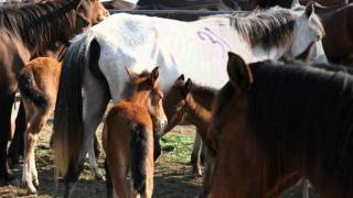 Caii salbatici de la Letea  Romanian Wild Horses [upl. by Anoyk821]