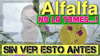 🌟 ALFALFA PROPIEDADES ❇️ y BENEFICIOS probados científicamente [upl. by Kcaj]