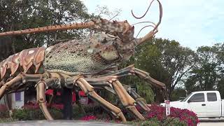 GUINNESS WORLD RECORD LOBSTER lol amp WORLDS BIGGEST LOBSTER RAIN BARREL ISLAMORADA FL [upl. by Manvell]