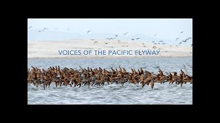 Voices of the Pacific Flyway [upl. by Resaec]