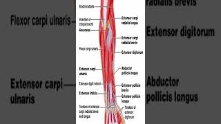 Anatomy Extensor Carpi Radialis Longus ECRL shorts [upl. by Bancroft]