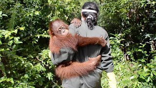 Adorable Baby Orangutan Only Wants To Be Carried Around [upl. by Suqram]