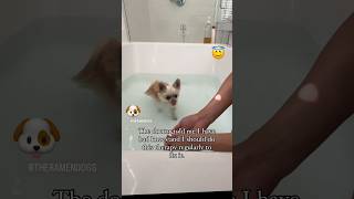 Water Therapy for dogs with Luxating Patella 🐶 k9 pomerinian swimming [upl. by Juback]