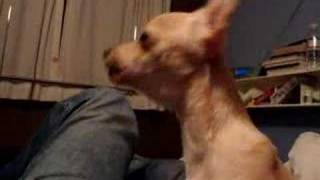 Chihuahua Puppy Barking Like a Wolf [upl. by Midian414]