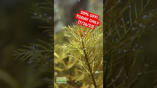 🚨50 OFF🚨Today Only 726 MYRIOPHYLLUM TUBERCULATUM INSANE RED AQUARIUM PLANT [upl. by Saudra215]