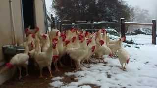 Rescued Hens See Snow for the First Time [upl. by Gray]