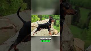 Doberman vs Miniature Pinscher vs German Pinscher  Comparison [upl. by Ecinaej]