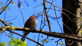 Buchfink Gesang [upl. by Kaule959]