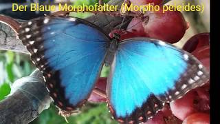 Der Blaue Morphofalter Morpho peleides Schmetterling Falter Butterfly BlueButterfly Blue [upl. by Parthenia415]