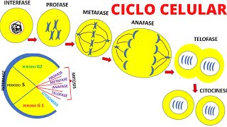 ciclo celular reproduccion celular 2022 [upl. by Enelrahs]