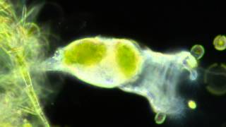 Rotifers Feeding [upl. by Udell219]