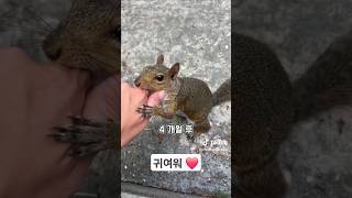 다람쥐가 다급하게 사람을 끌고 간 이유 쇼츠 동물 힐링동영상 animals 귀여운 [upl. by Yenhoj]