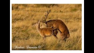 Best Deer MarkingampMating video For Everzoology [upl. by Panta]