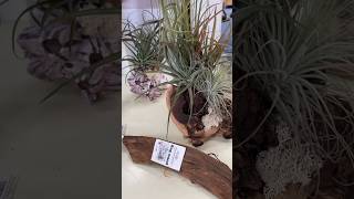 Air Plants Display Ideas Grow Without Soil  shorts [upl. by Irot]