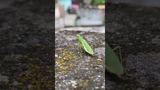 Grasshopper vibing on this song🤣🦗 nature insects grasshopper shorts [upl. by Cristionna434]