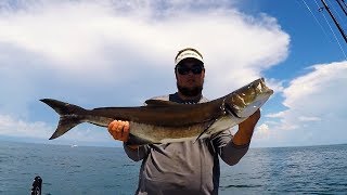 HomosassaCrystal River Offshore Red Snapper Grouper and Cobia [upl. by Belsky27]