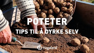 Poteter  tips til å dyrke selv [upl. by Pyne999]