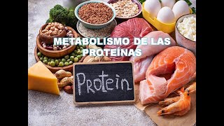 METABOLISMO DE LAS PROTEÍNAS [upl. by Adni225]